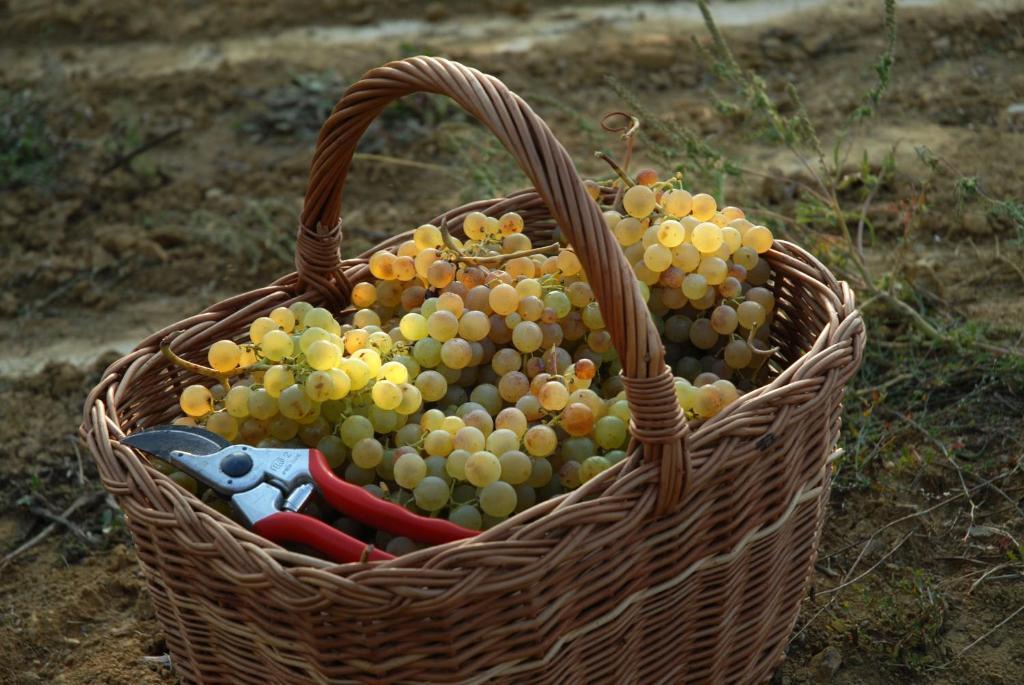 B&B Il Poggio Di Gavi Exteriér fotografie